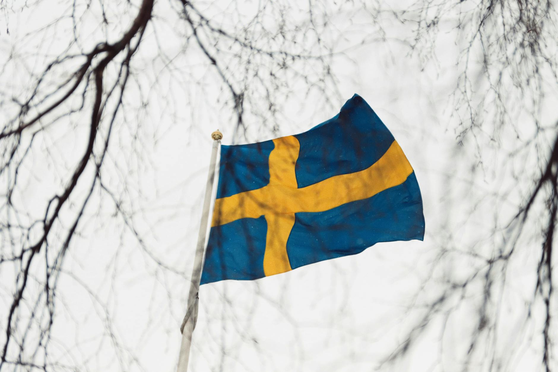 bare tree branches around flag of sweden